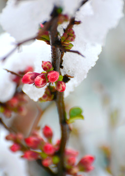 海棠雪