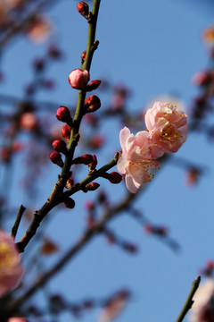 盛开的梅花