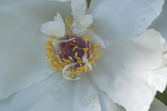 光影牡丹花蕊花瓣