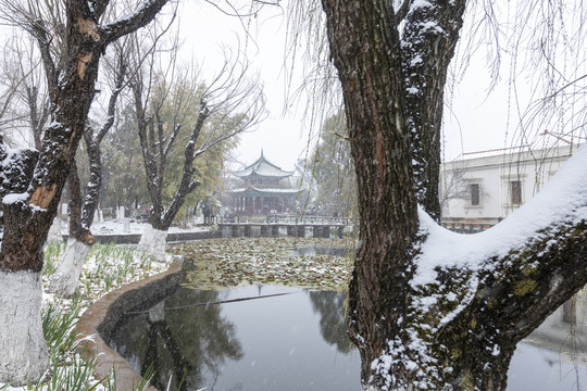 积雪柳树荷塘小观楼