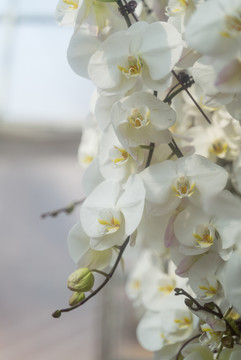花丛中蝴蝶兰白色花朵盛开