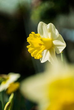 一朵黄水仙黄色花朵盛开