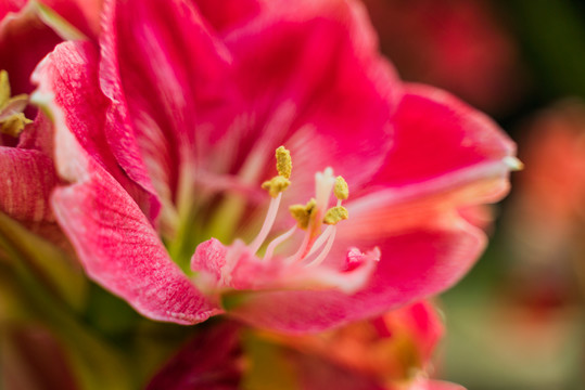 红色朱顶红花朵盛开特写