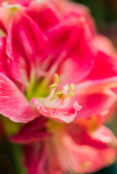 红色朱顶红花朵盛开特写