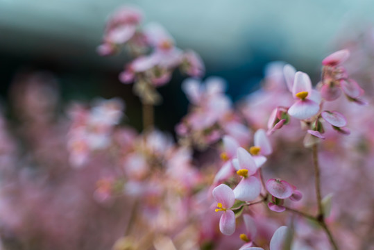 枝头开满樱花粉色小花