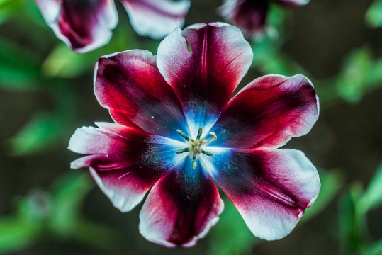 鲜艳郁金香红花盛开