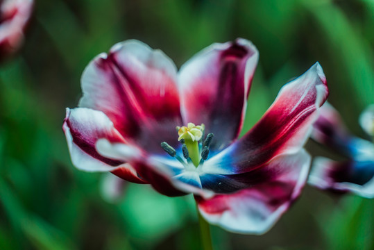 鲜艳郁金香红花盛开