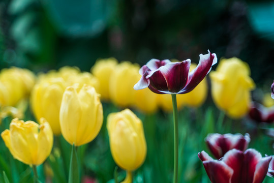 郁金香花丛中一朵红花盛开