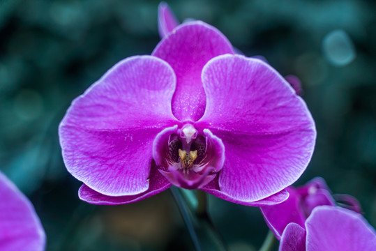 紫色蝴蝶兰花朵盛开特写