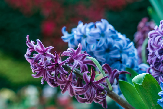 花丛中风信子紫色鲜花盛开