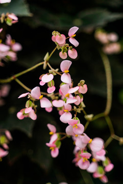 粉色樱花花朵盛开