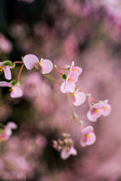 粉色樱花花朵盛开