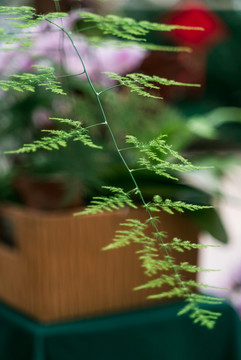 绿植嫩芽特写