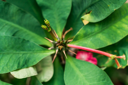 热带绿植仙人掌花摄影特写