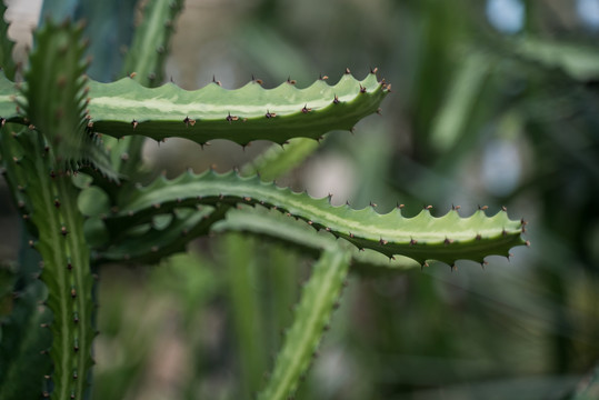 热带绿植仙人掌科芦荟特写