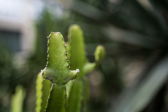 热带植物仙人掌科特写