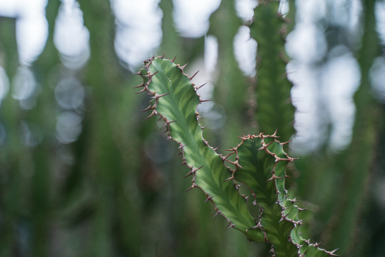 热带植物仙人掌科特写