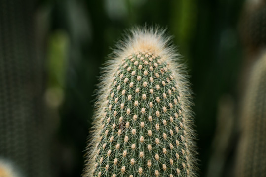 热带植物仙人掌科绿植