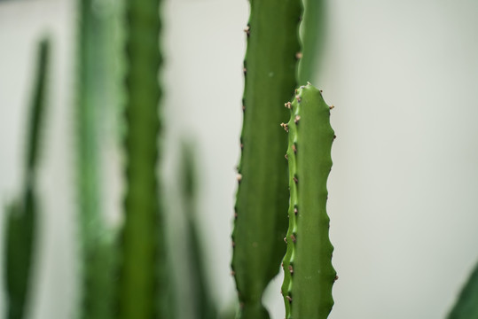 热带植物仙人掌科绿植