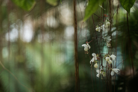 白色樱花特写