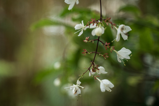 白色樱花特写