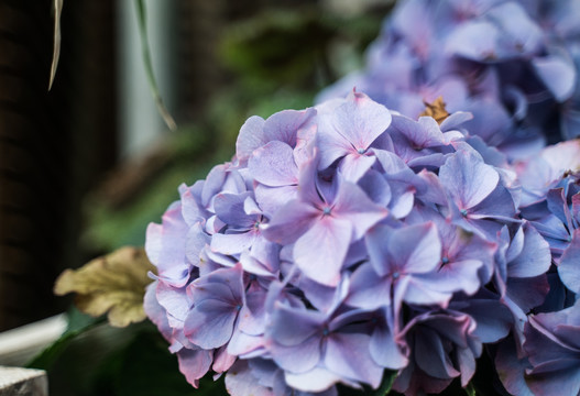 盛开的紫色绣球花花朵特写
