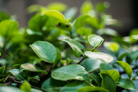 绿植嫩芽特写