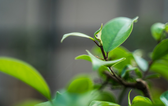 绿植嫩芽特写