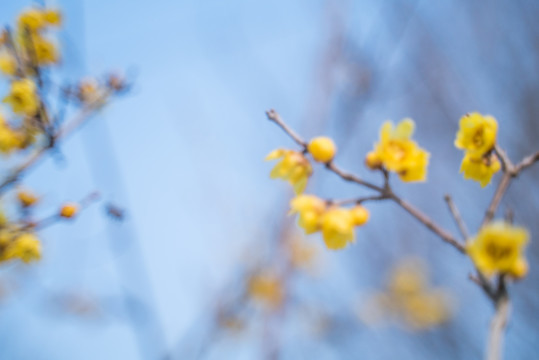 蓝天下腊梅花开有峰飞舞