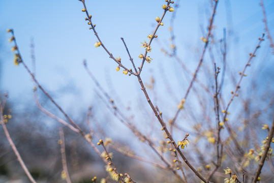 腊梅枝头开黄花