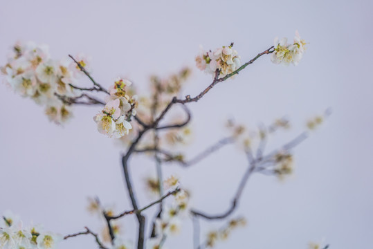 盛开的梅花