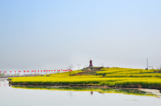 汉中油菜花