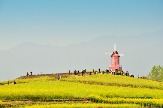 汉中油菜花