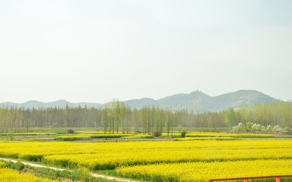 汉中油菜花