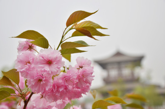 青龙寺樱花