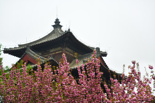 青龙寺樱花