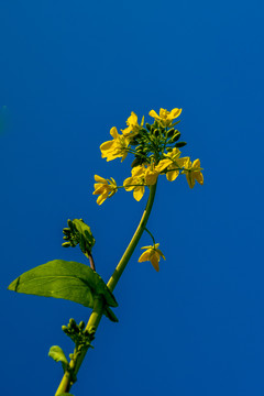 油菜花