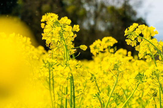 油菜花