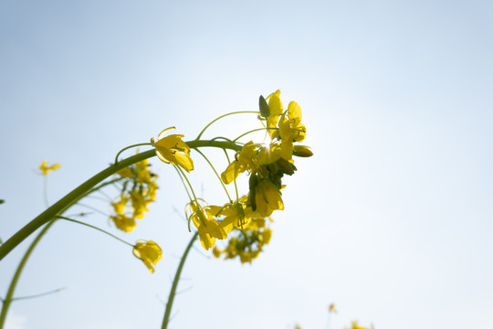 油菜花