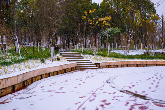 雪地小树林