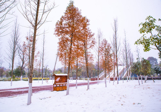 雪地杉树