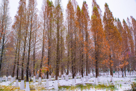 雪地杉树