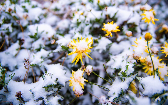 雪地雏菊