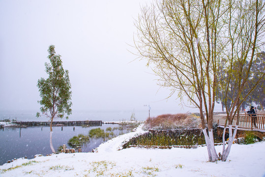 雪地树木