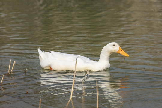 鸭子