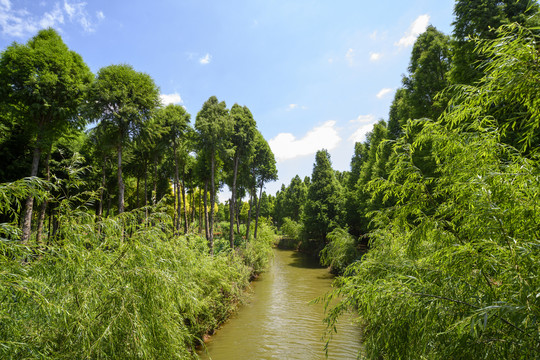 水杉树