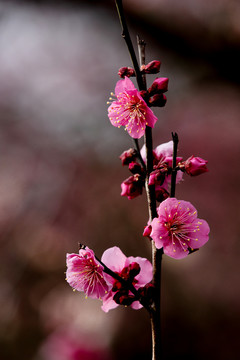 梅花