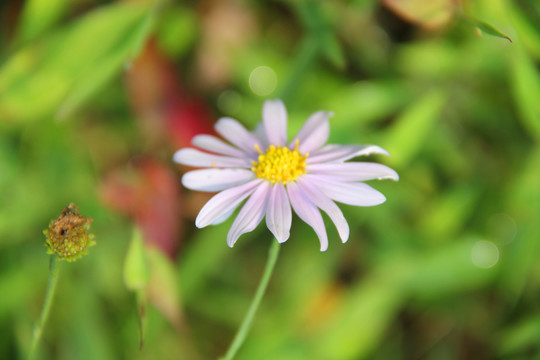 野菊花