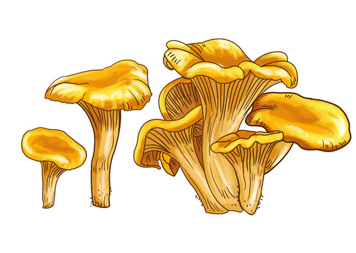 雞油菌插畫