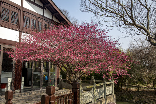 梅花洲景区